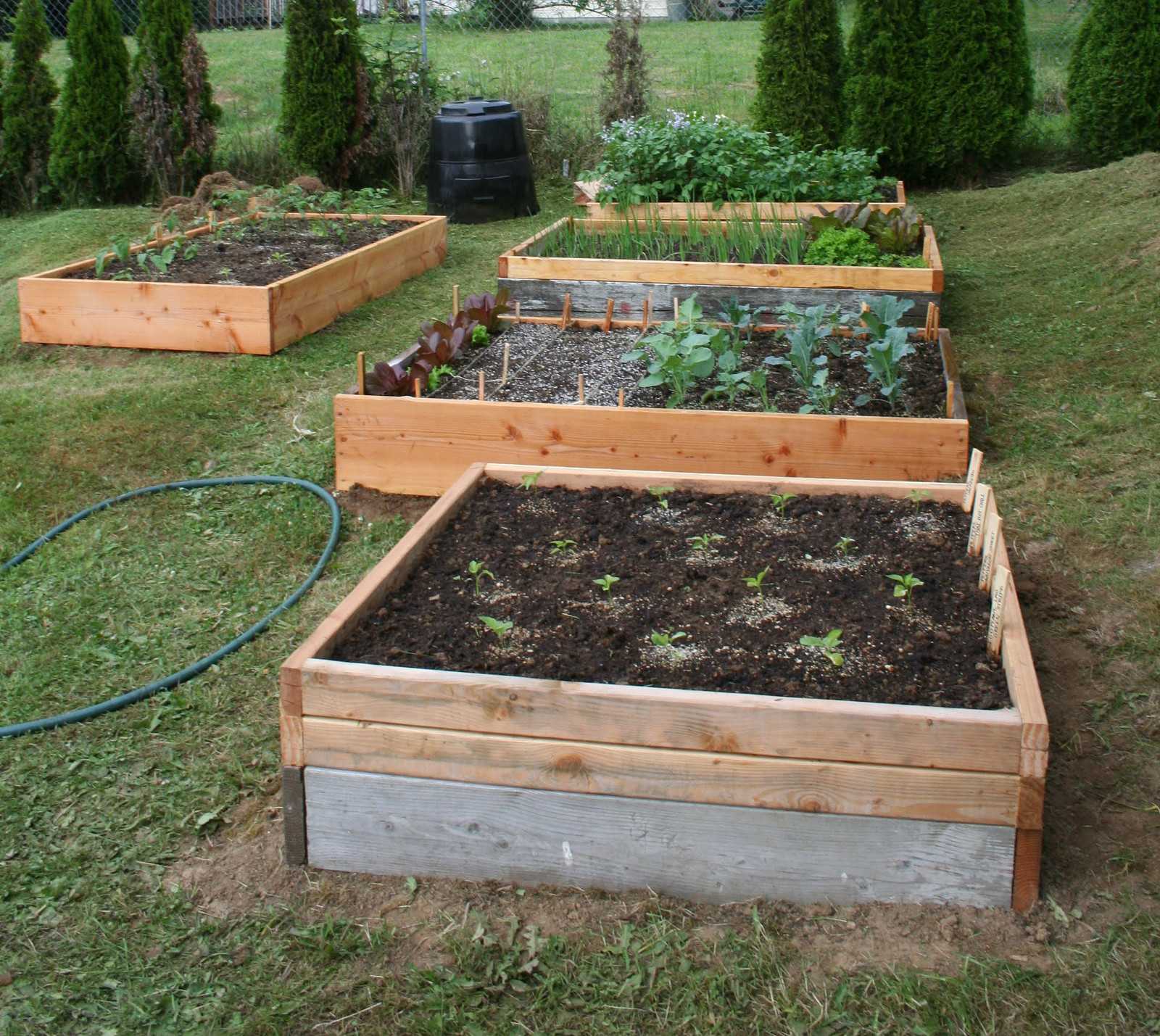 my garden