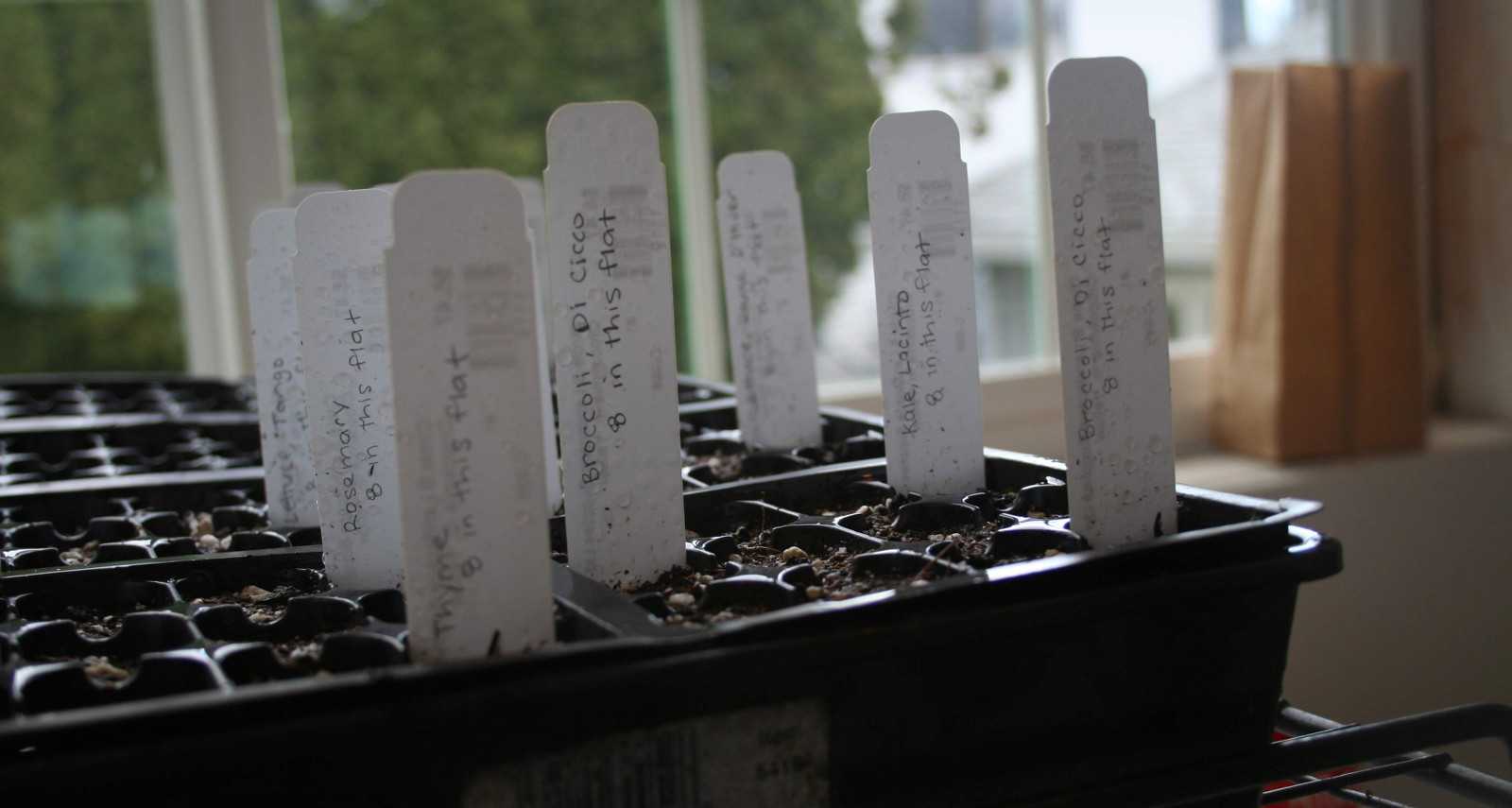 The front of the flat with various seeds started