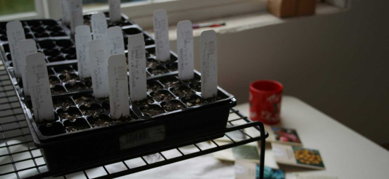 Flat with started seeds and seed packets on table