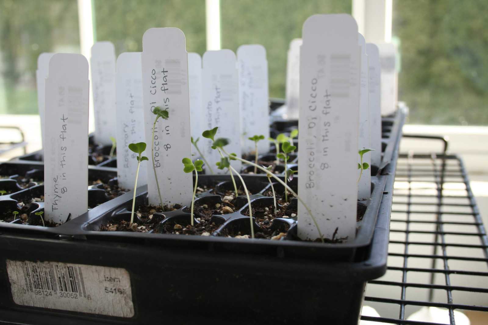 Broccoli seedlings two or three inches tall