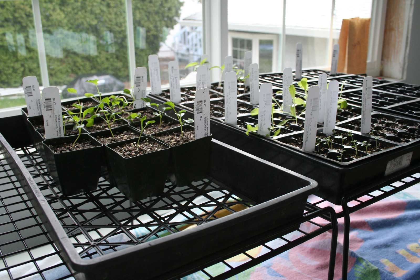 Seed trays with seedlings