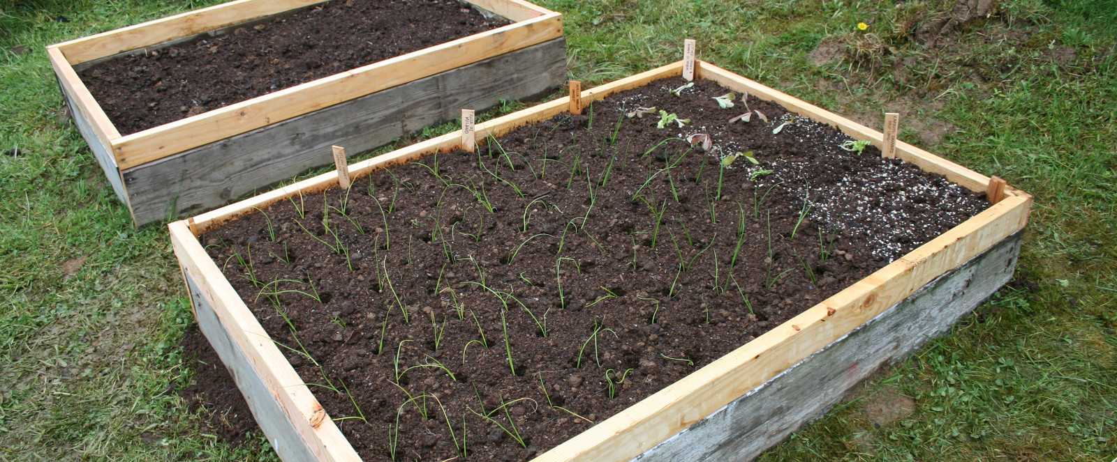 Raised bed planted with onion and lettuce plants and carrot seeds