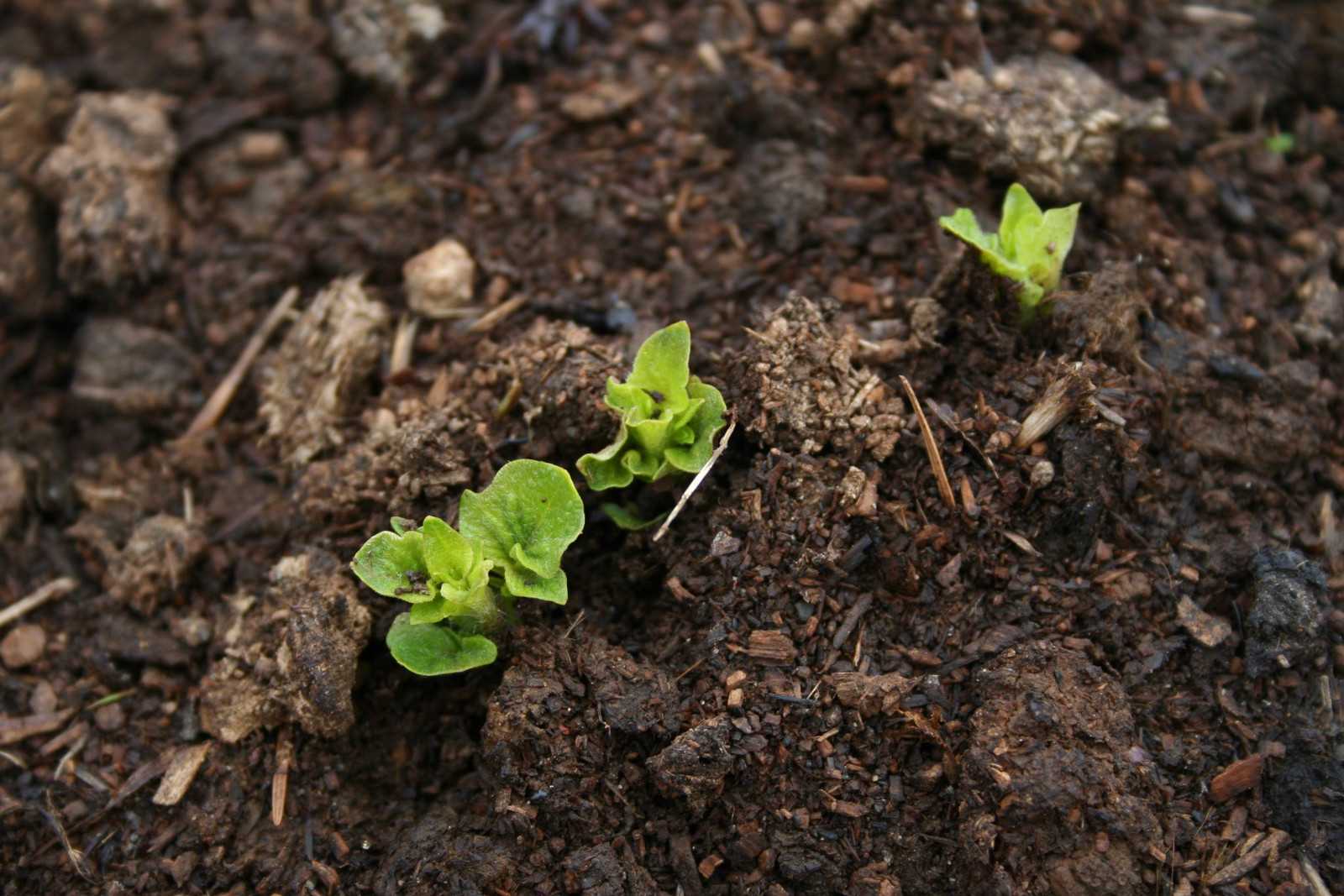 Potato leaves popping up