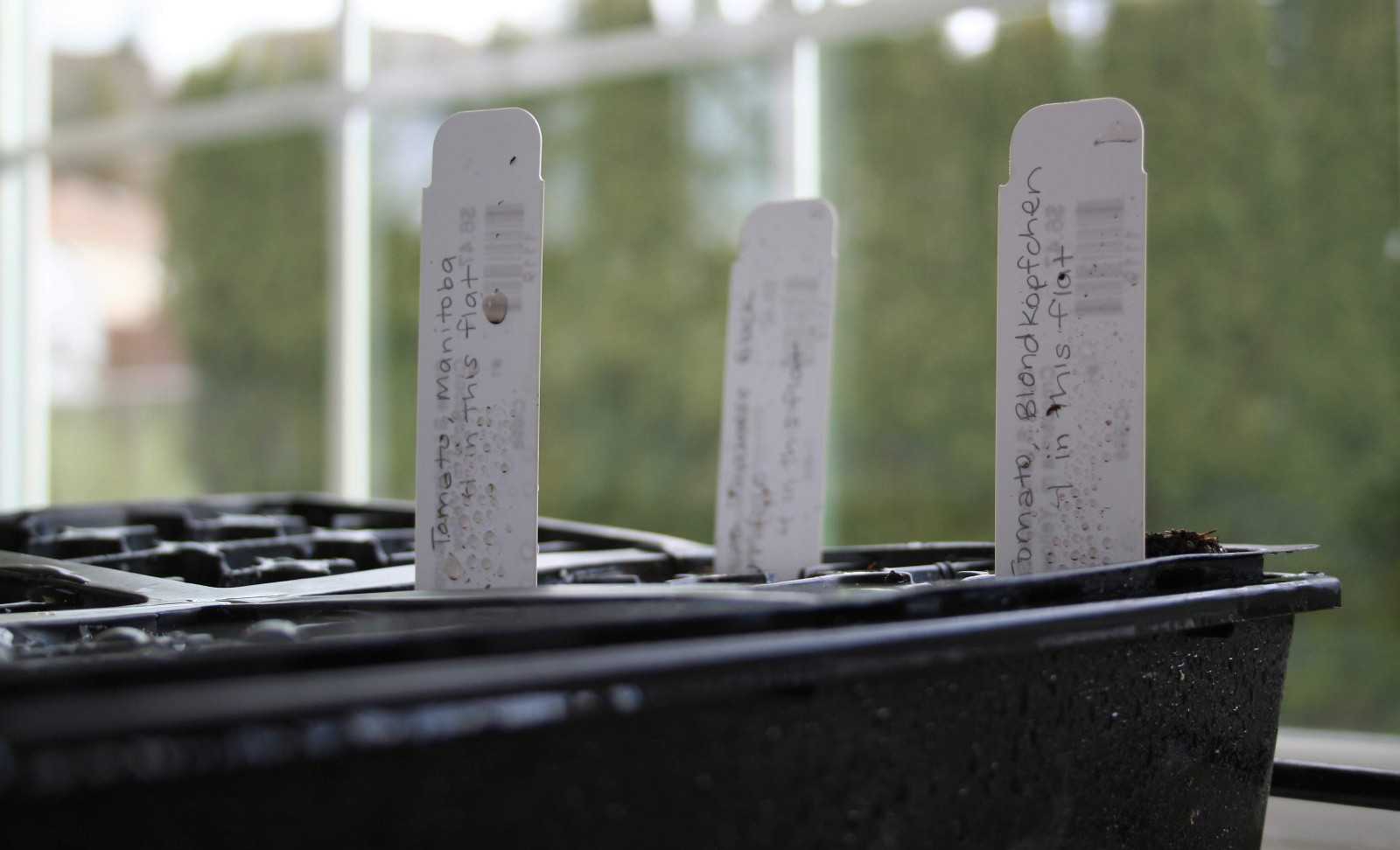 Tomato seeds started at the back of the flat