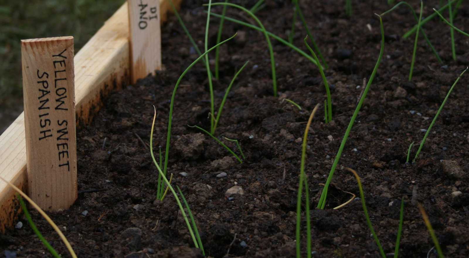 Onions in raised bed with marker reading: spanish yellow sweet