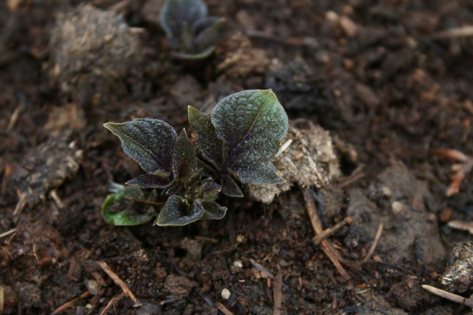 Potato leaves popping up