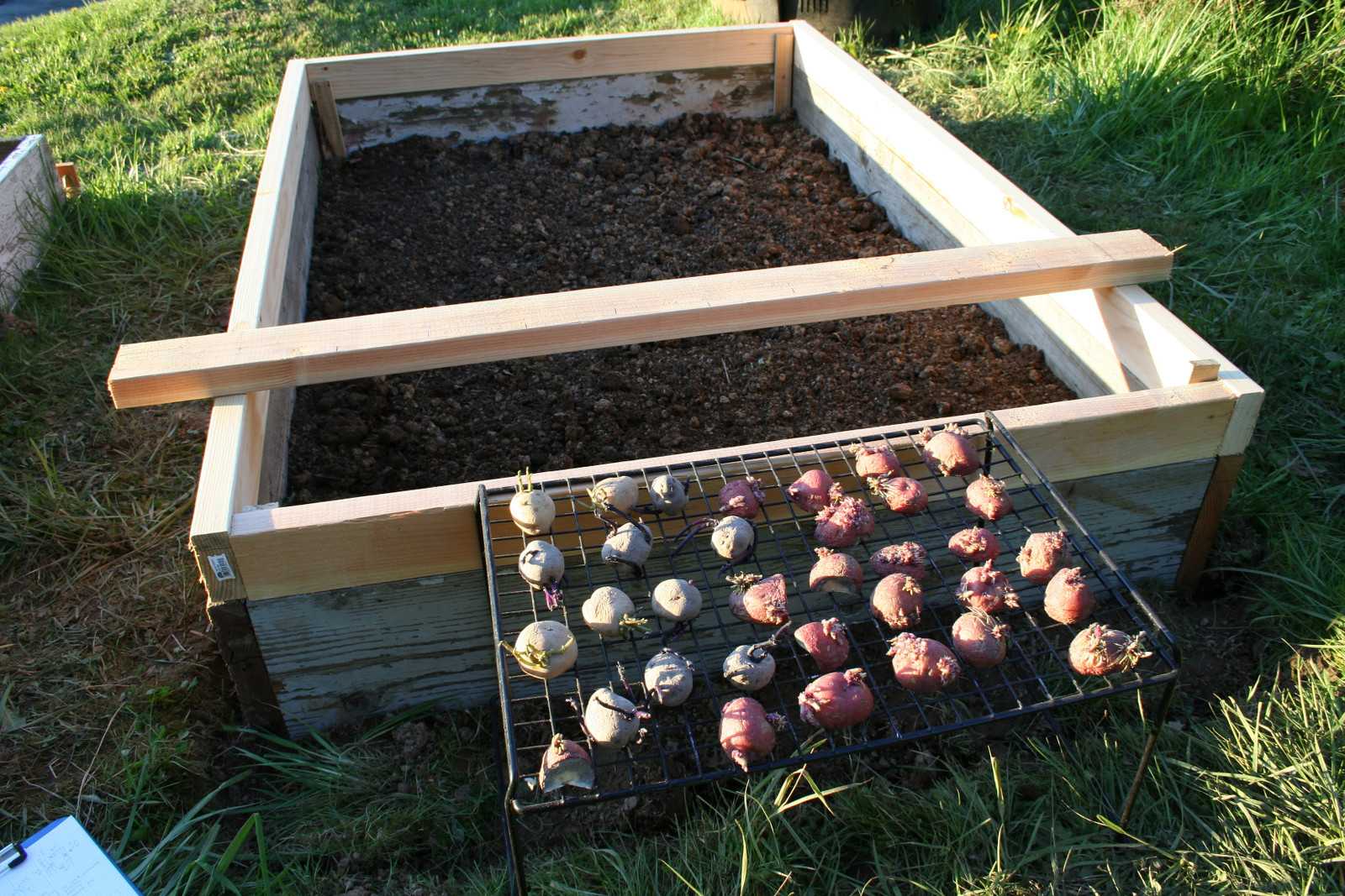 Raised bed with layout board and potatoes ready to plant