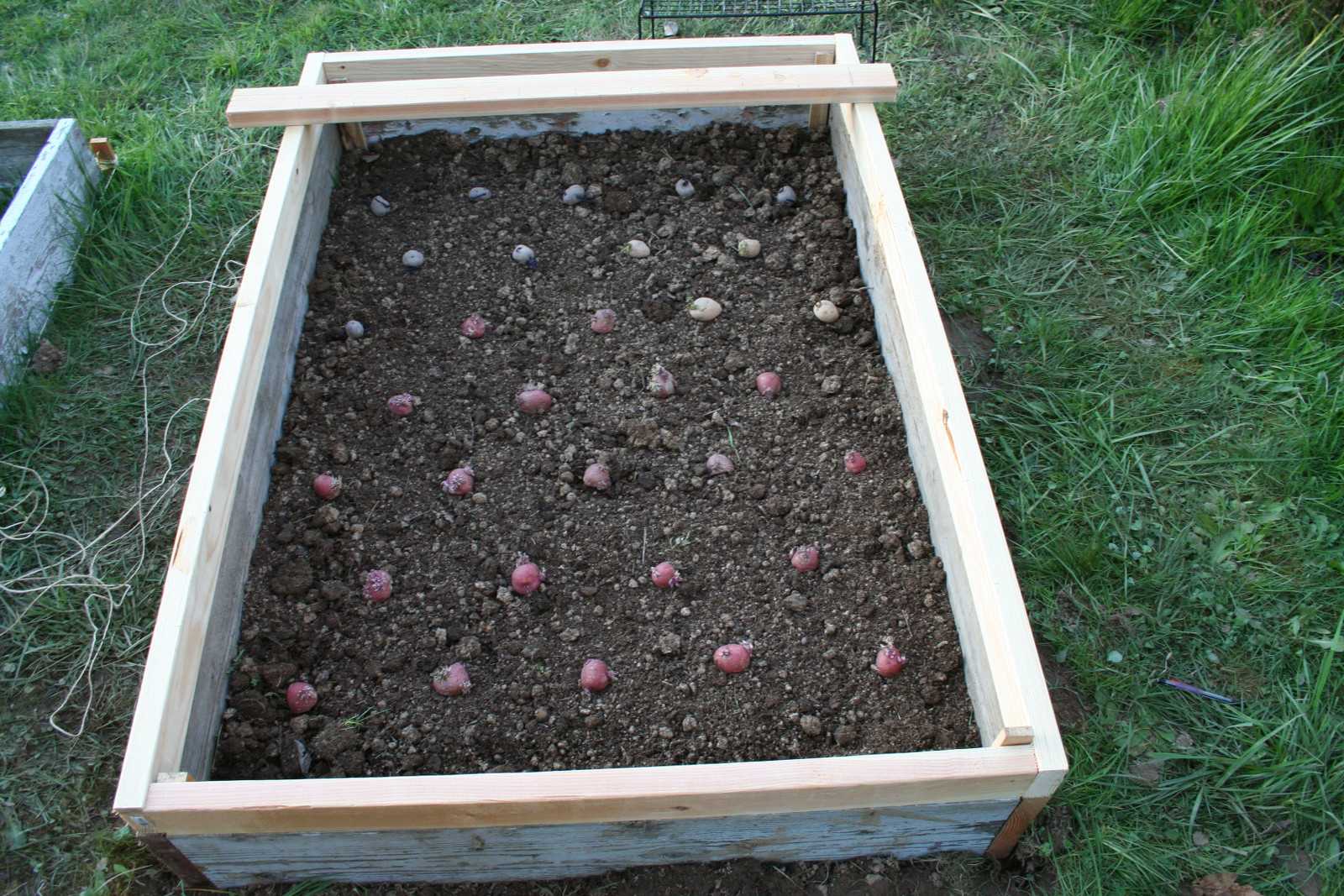 Potatoes in the bed
